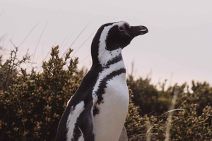 Puerto Madryn: Estancia El Pedral Penguin Sunset Tour