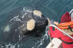 Puerto Madryn: Península Valdés Tagestour mit Whale Watching