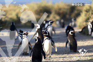 Puerto Madryn: Punta Tombo Tierschutzreservat und walisisches Tee-Erlebnis