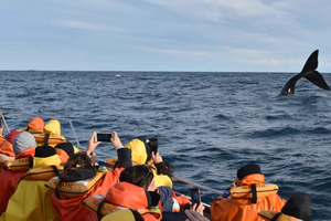 Puerto Pirámides: boottocht met walvisspotten en gids