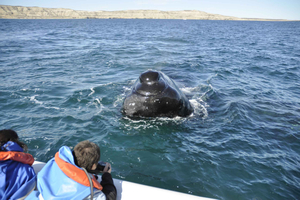Puerto Piramides: Whale Watching Bootstour