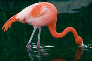 Ingressos para o Bioparque Temaiken