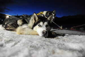Ushuaia: nächtliche Tour mit Feuer und Schnee, inklusive Abendessen