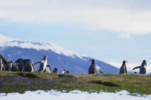 Ushuaia: Encuentro con pingüinos desde la embarcación.