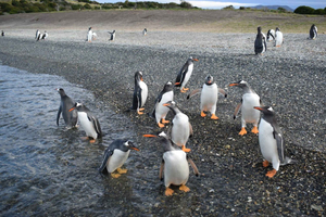 Ushuaia: Pinguinbeobachtung auf einem kleinen Boot