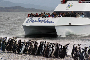 Ushuaia: Passeio de catamarã para observação de pinguins
