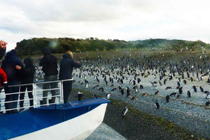 Ushuaia: Sailing Beagle Channel to the Penguin Colony