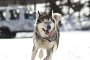 Ushuaia: Winterpark mit Schlitten und Schneemobil
