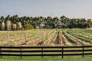 Ferry to Colonia del Sacramento + Winery Visit
