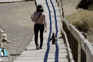 Puerto Madryn: Punta Tombo Shore Excursion for Cruise Guests