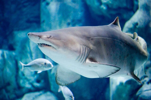 Biglietto d'ingresso all'Acquario Bioparc di Gijon