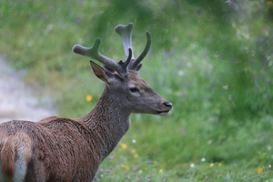 Beobachtung und Brüllen der Hirsche in Picos De Europa Fuente De Cantabria