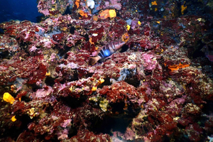 Atheense Riviera: snorkelen aan de kust en onderwaterfoto's