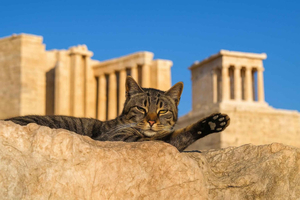 Atenas: tour guiado pela Acrópole com ingressos sem fila