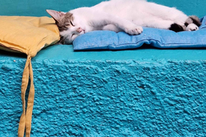 Athen: Besuch im Katzencafé mit Getränk und Süßem