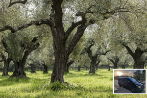 Fra Athen: Vin, olie og ostesmagning i Nemea og Argolis: Fra Athen: Vin, olie og ostesmagning i Nemea og Argolis