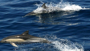 Delfinia