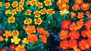 Flower Market
