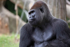 Atlanta: Zoo Atlanta General Admission Ticket