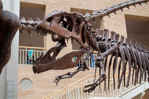 Fernbank Museum General Admission Ticket