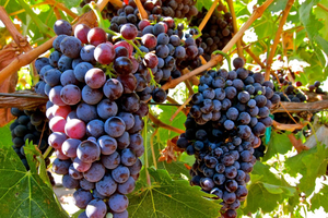 From Atlanta: Half-Day Wine Country Tour