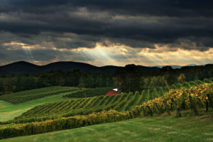 From Atlanta: North Georgia Wine Country Tour