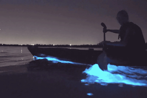 Auckland: Bioluminescence Kayak Tour
