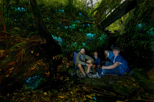Auckland Glowworm Tour