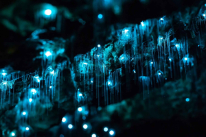 Auckland: Private Tour to Waitomo & Te Puia Valley