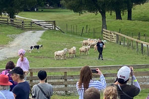 Auckland: Sheepworld, Honey Centre, & Kauri Trail Tour