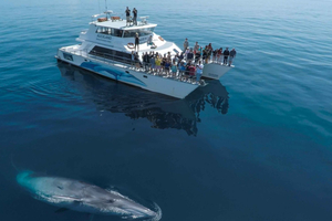 Auckland: Whale and Dolphin Watching Half-Day Eco Cruise