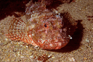 Goat Island Marine Reserve: Full-Day Dive Charter