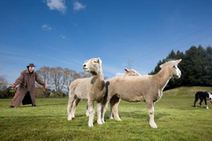 Auckland to Rotorua: 10-Hour One-Way Coach Tour