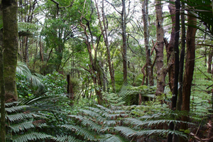 Fernglen Garden and Bush Walk