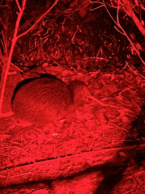 Wild Kiwi Bird Spotting Tours Auckland