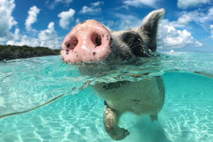 Nassau: Snorkling på 3 øyer, griser, skilpadder og lunsj på strandklubb