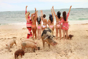 Nassau: cruzeiro com bebidas, snorkel e porcos (apenas para adultos)