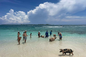 Nassau: tour tra barriera corallina, relitto, tartarughe marine e maiali nuotatori