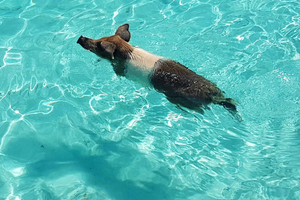 Nassau: Snorkeltur med svømmende grise og skildpadder på Rose Island