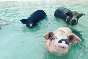 Nassau: Snorkeling, Swimming Pigs, Turtles & beach bar