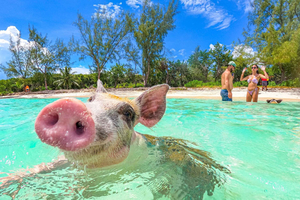 Nassau: Swimming Pigs Express – Meet & Feed the Famous Pigs