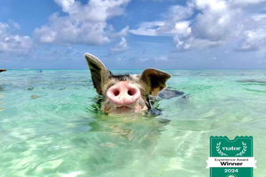 Nassau: Swimming Pigs & Island Escape with Bahamian Lunch