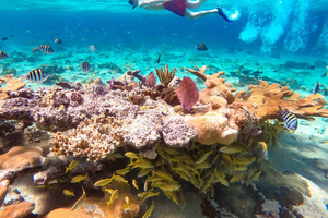 Plage de Pearl Island : Journée complète de plongée avec masque et tuba avec déjeuner
