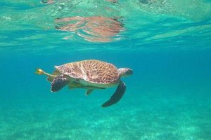 Rose Island Adventure: Turtle, Swim and Snorkel