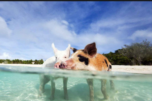 Bahamas in Bloom: Springtime Floral Festivals and Gardens