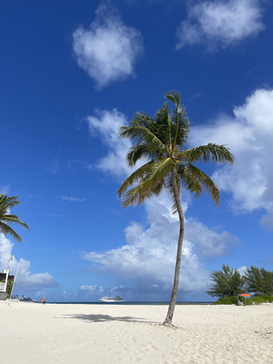 The Cove Beach Palm