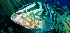 Mayaguana