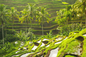 Bali: Kintamani Volcano, Monkey Forest & Rice Terrace Tour