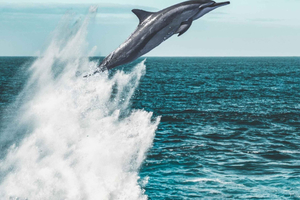 Bali: Lovina Dolphin Watching, Monkeys, & Hidden Hill Tour