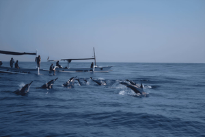 Bali: Lovina Dolphin Watching Tour and Spa Experience